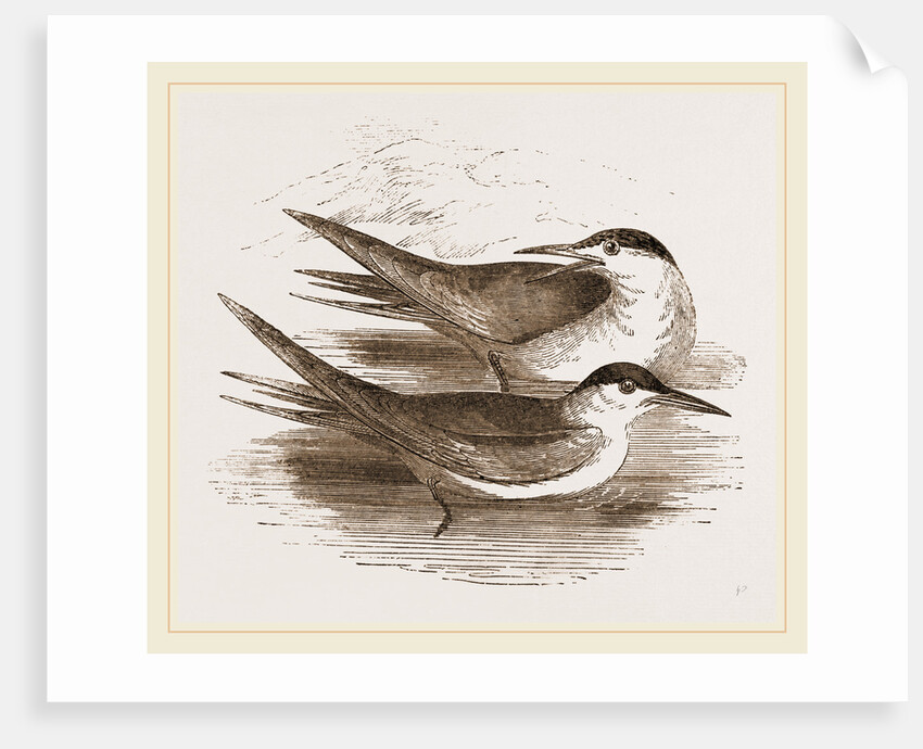 Common Terns by Anonymous