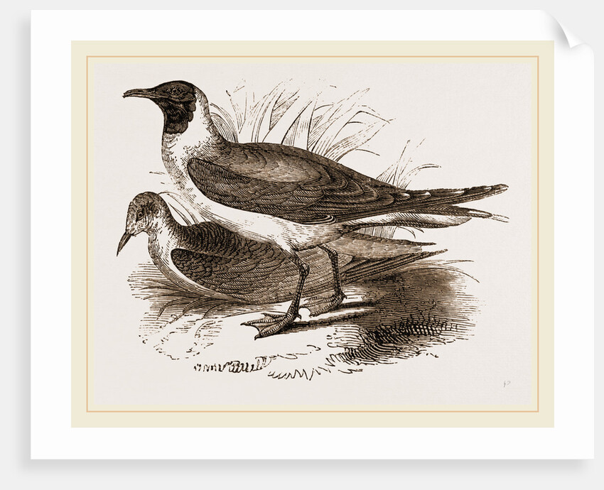 Laughing Gulls by Anonymous