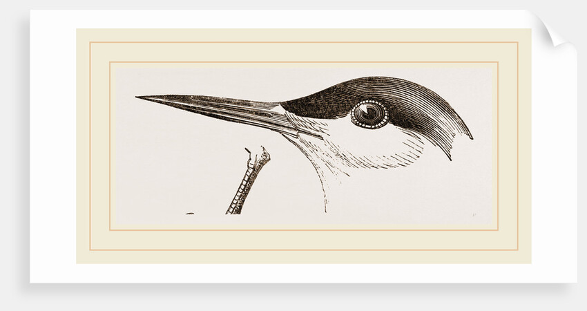 Head of Tern by Anonymous