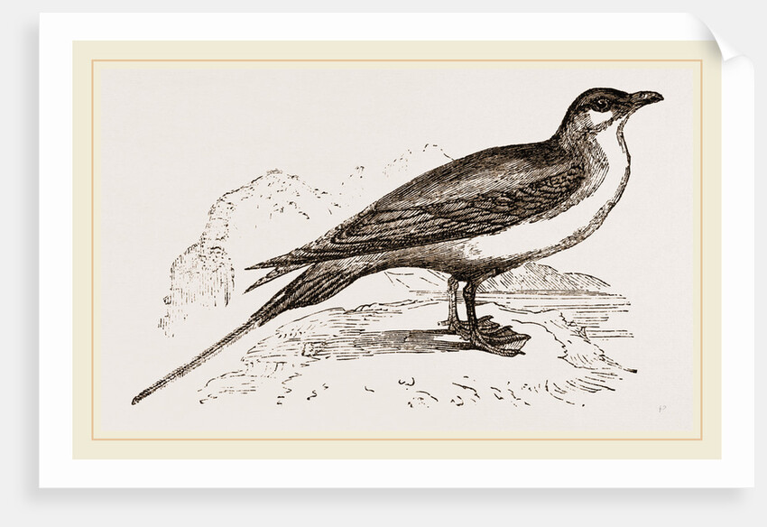 Artic Skna Gull by Anonymous