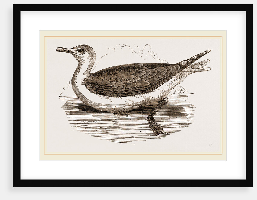Great Black-backed Gull by Anonymous