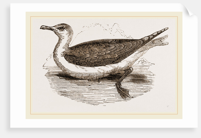 Great Black-backed Gull by Anonymous