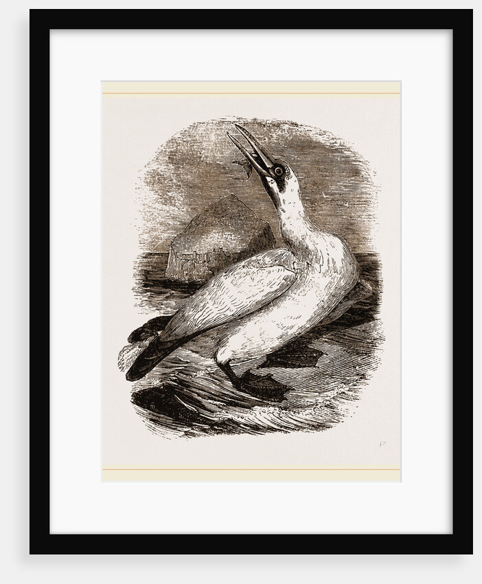 Gannet by Anonymous