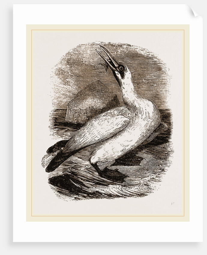 Gannet by Anonymous