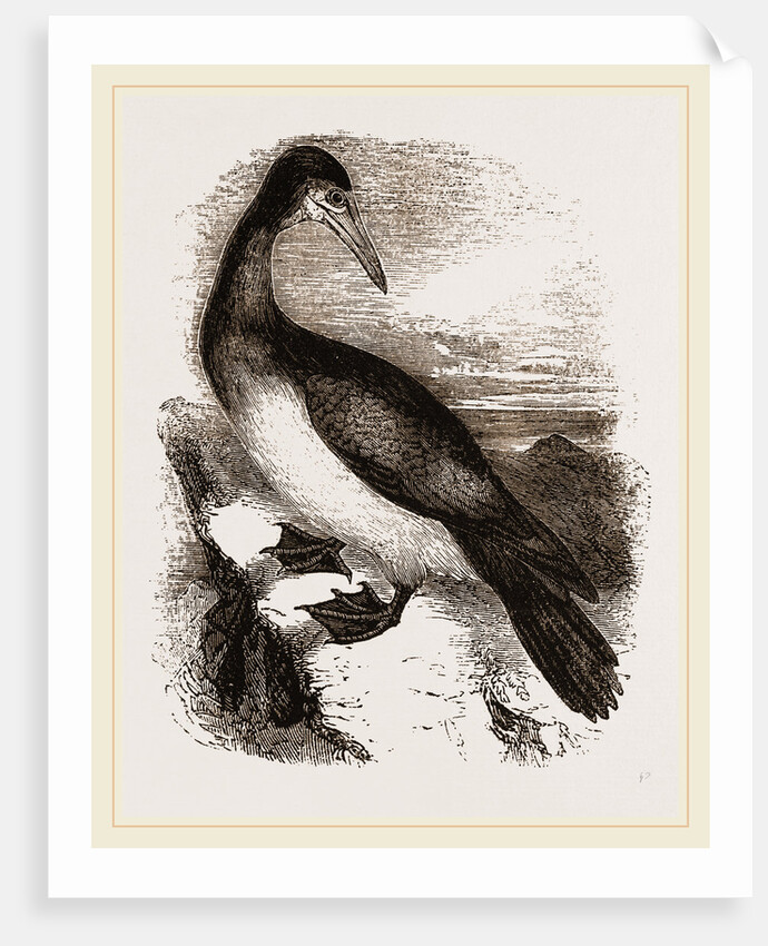Booby or Brown Gannet by Anonymous