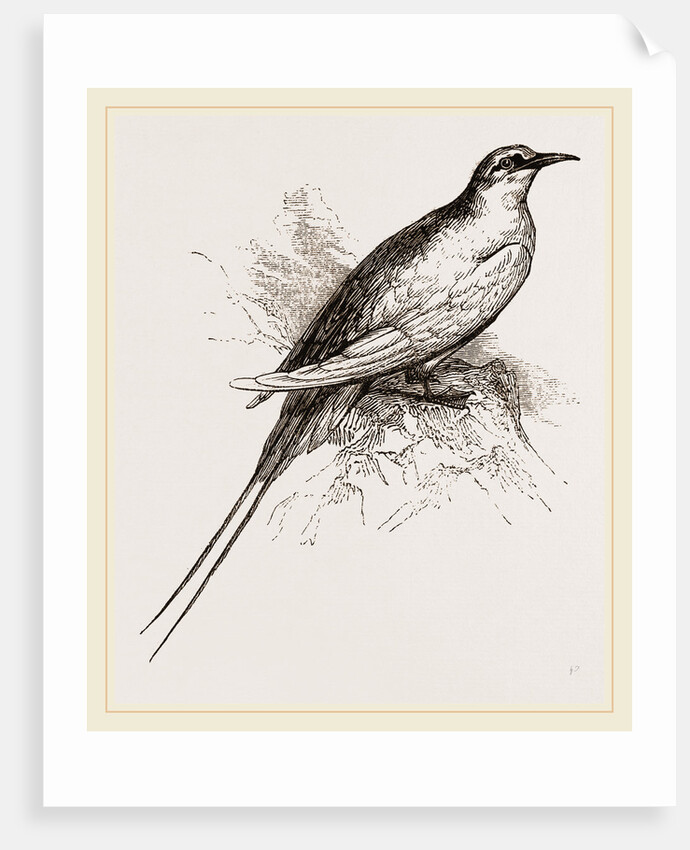 Tropic Bird by Anonymous