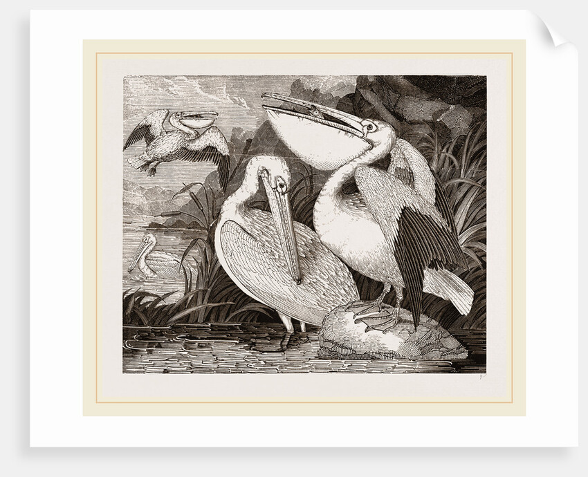 Pelicans by Anonymous