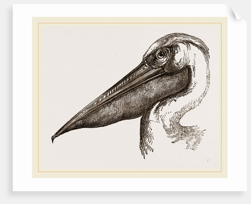 Head of Pelican by Anonymous