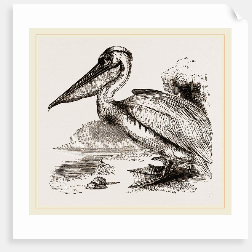 Pelican by Anonymous