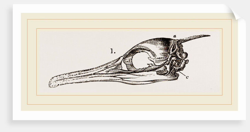 Skull and Head of Cormorant by Anonymous