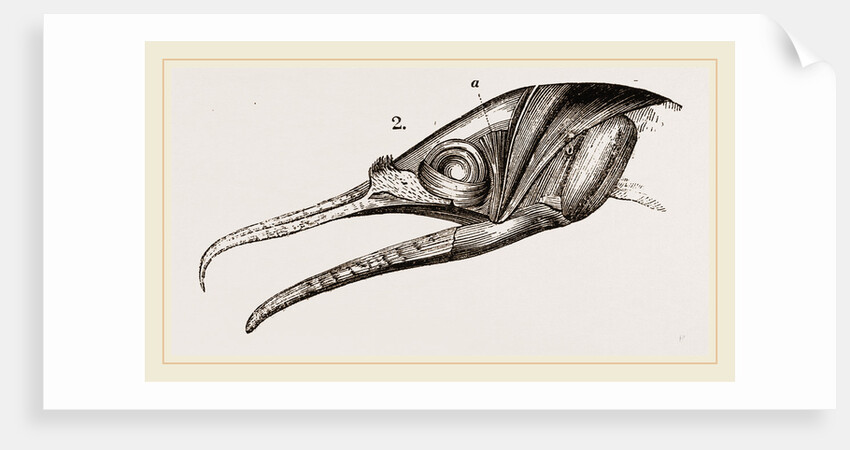 Skull and Head of Cormorant by Anonymous