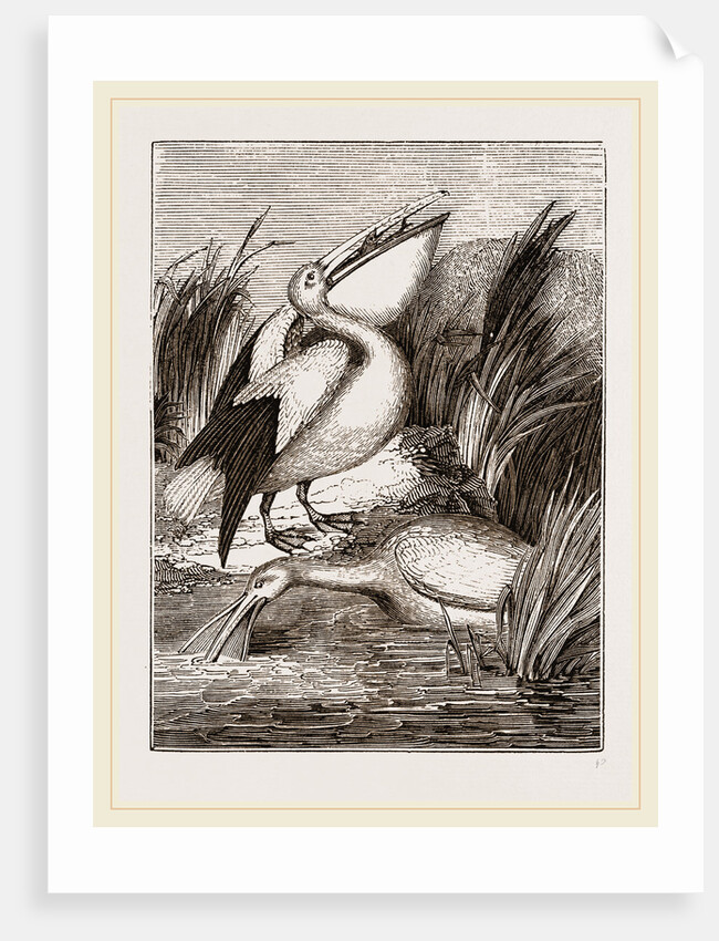 Pelicans by Anonymous