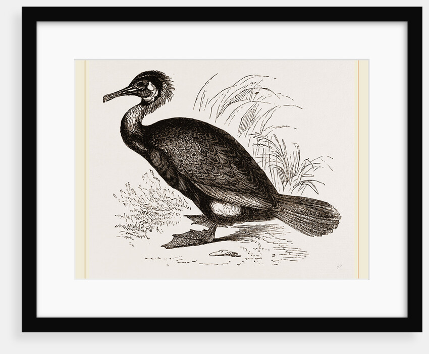 Cormorant by Anonymous