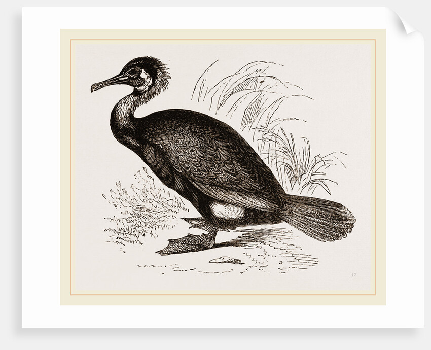 Cormorant by Anonymous