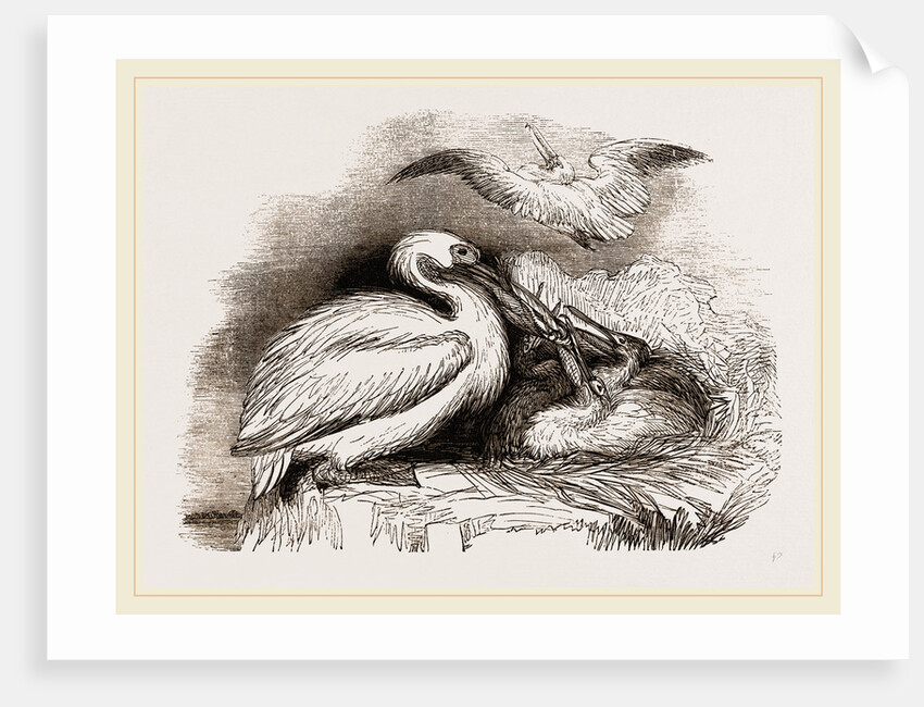 Pelican and Young by Anonymous