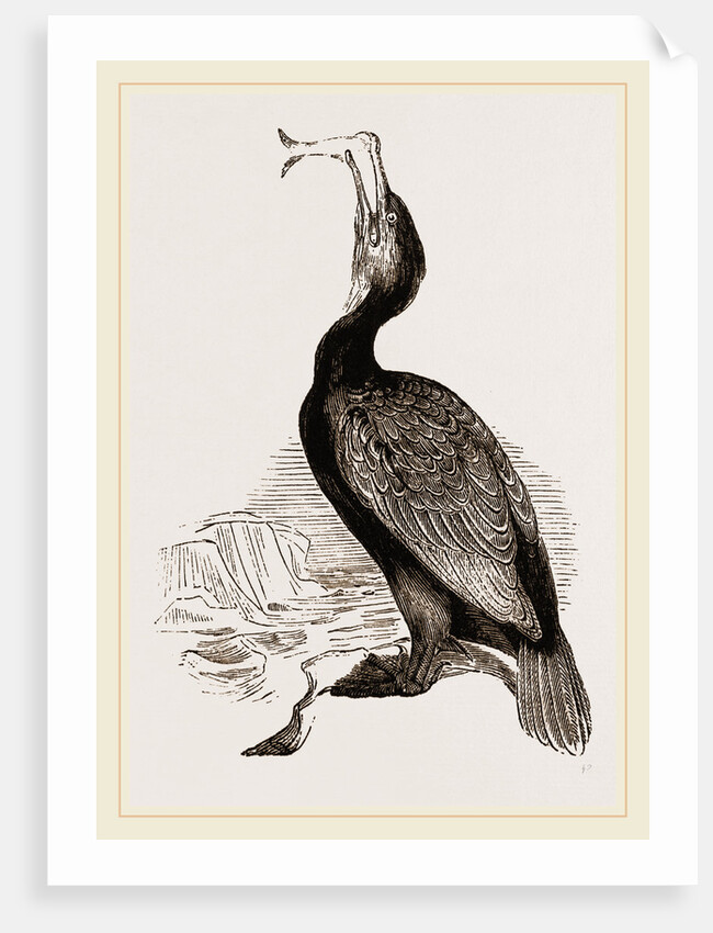 Crested Cormorant by Anonymous