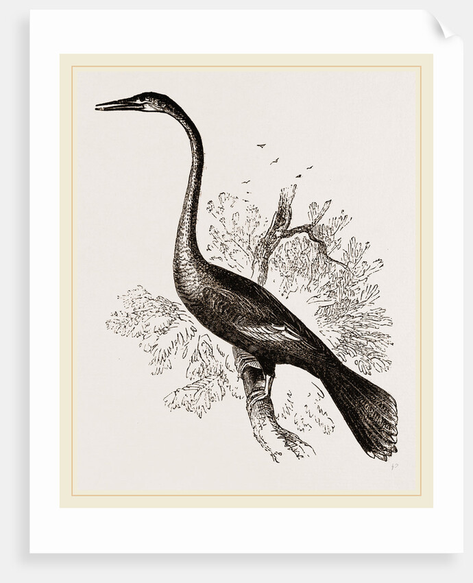 American Darter Female by Anonymous