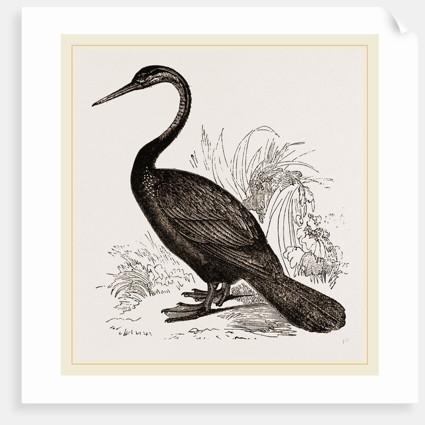 Le Valliant's Darter by Anonymous