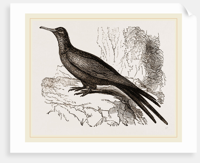 Frigate or Man-of-war Bird by Anonymous