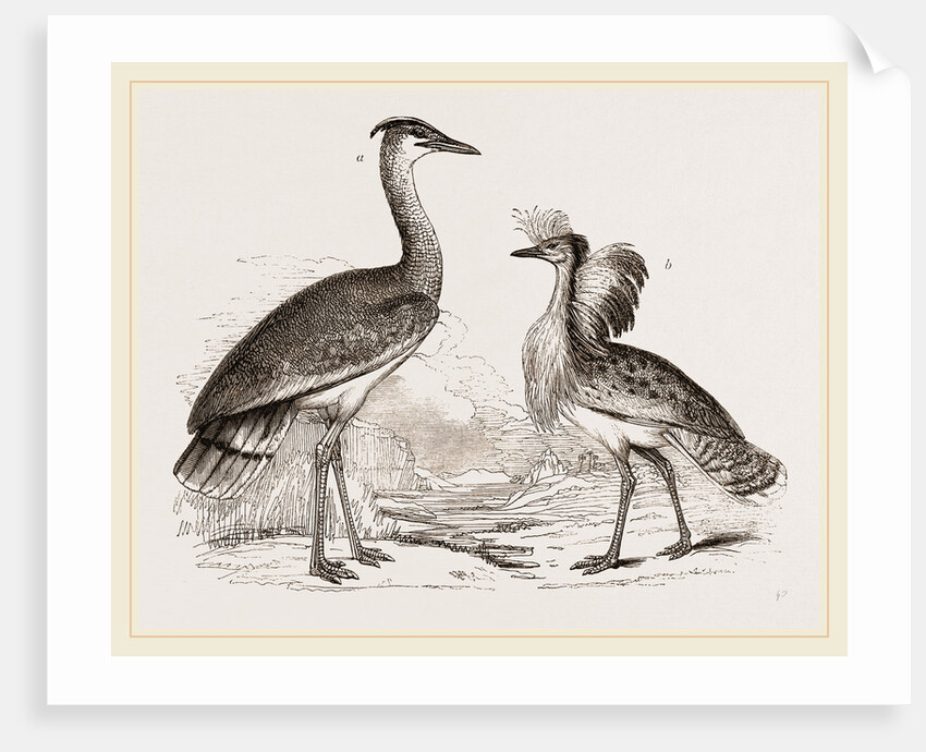 Kori Bustard and Houbara by Anonymous