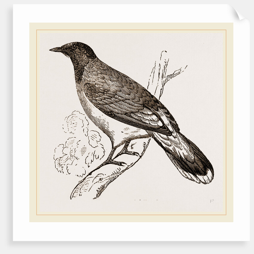 Glossy-headed Shortfoot by Anonymous