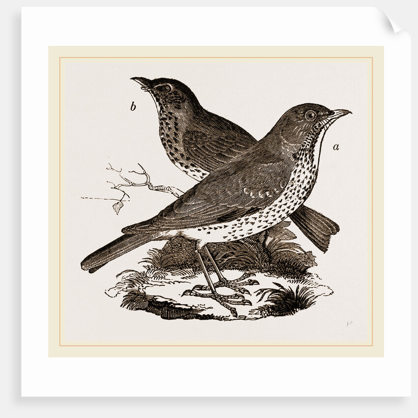 Fieldfare and Song-Thrush by Anonymous