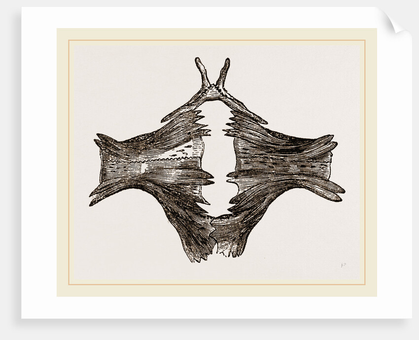 Sternum of River Tortoise by Anonymous