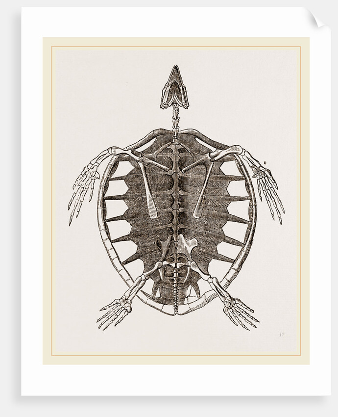 Skeleton of Loggerhead Turtle by Anonymous