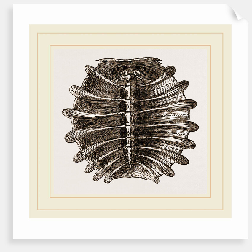 Carapace of River Tortoise by Anonymous