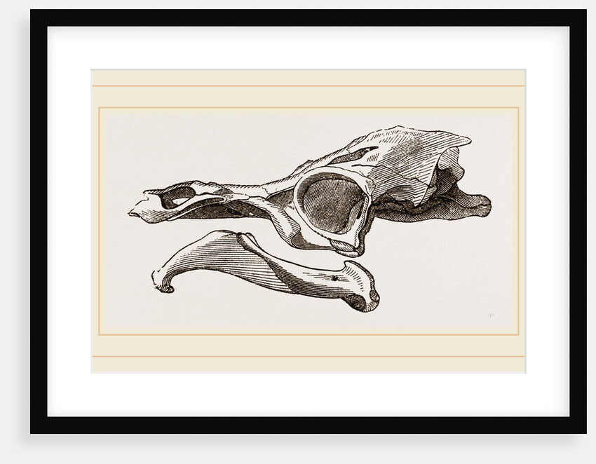 Skull of Matamata by Anonymous