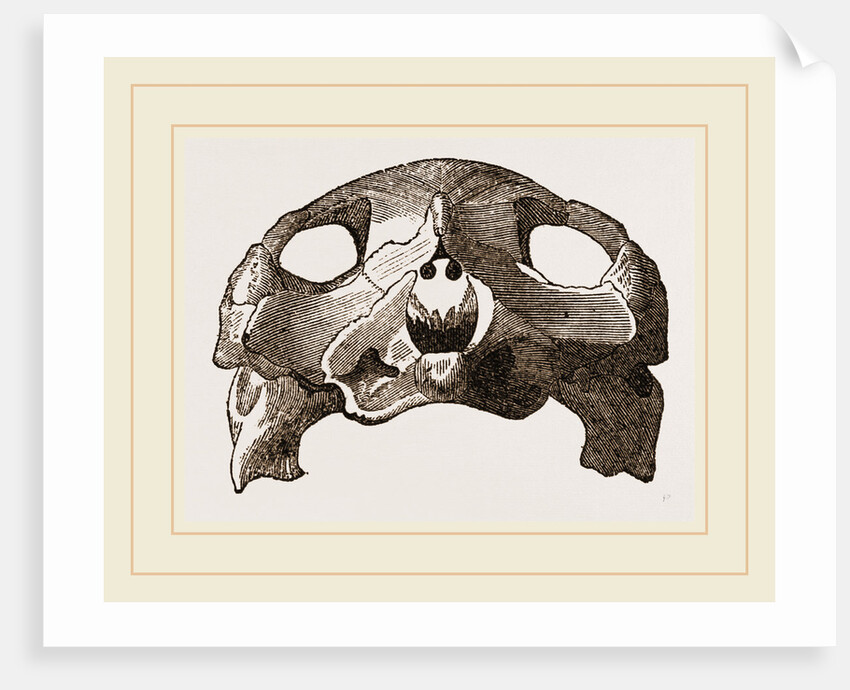 Skull of Indian Tortoise by Anonymous