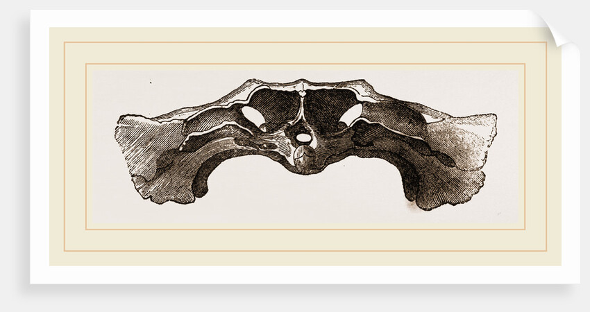 Skull of Matamata back view by Anonymous