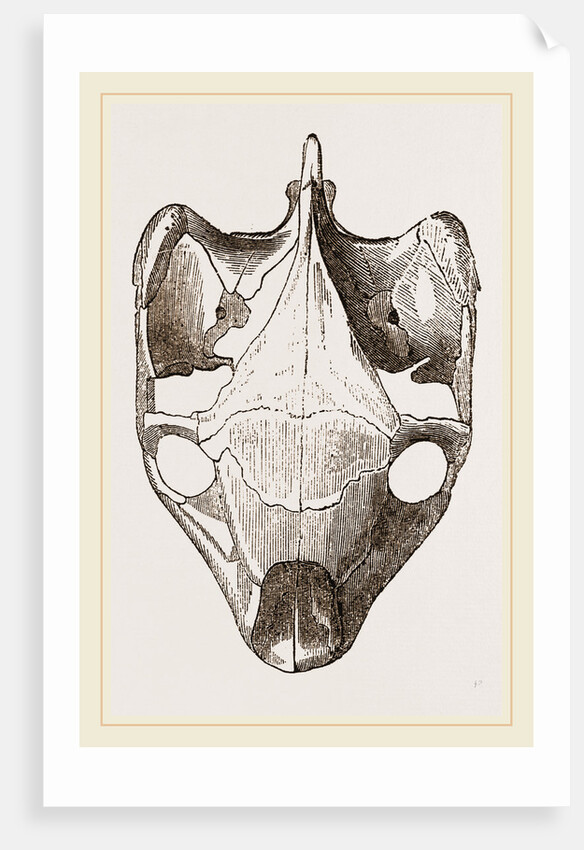 Skull of Indian Tortoise from above by Anonymous