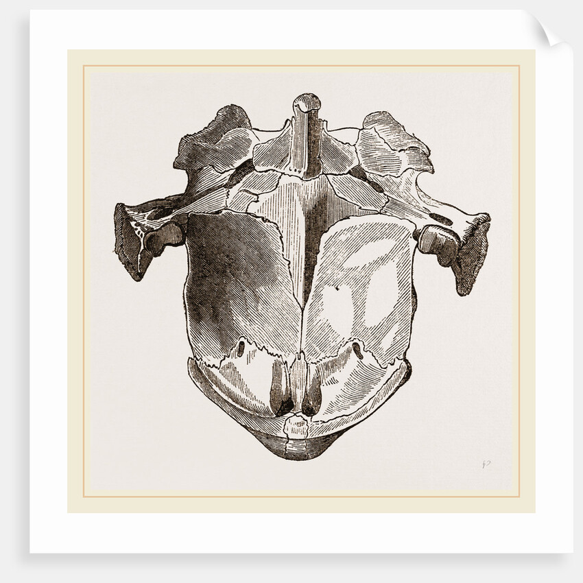 Skull of Matamata from below by Anonymous