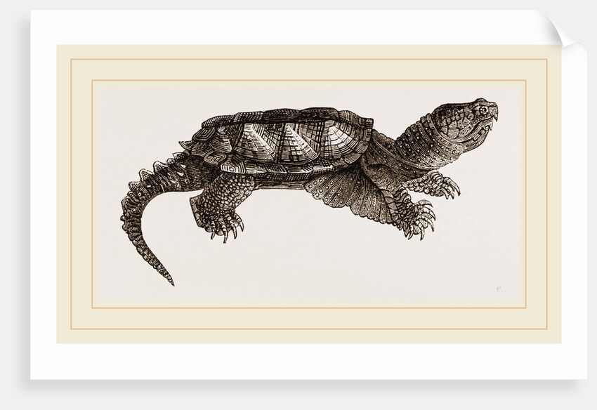 Alligator Tortolse by Anonymous