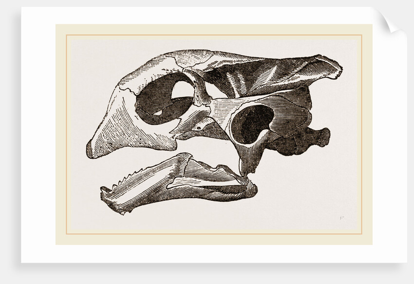 Skull of Indian Tortoise by Anonymous