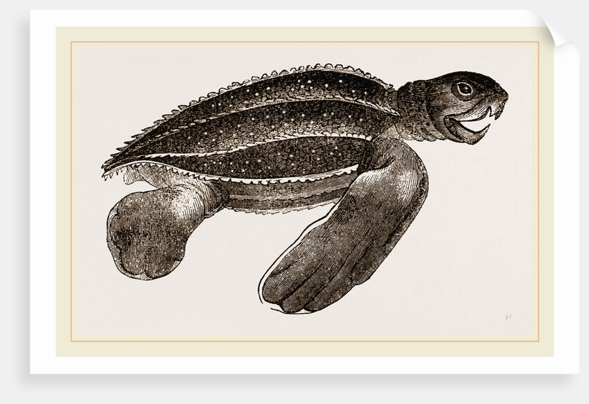 Leathery Turtle by Anonymous