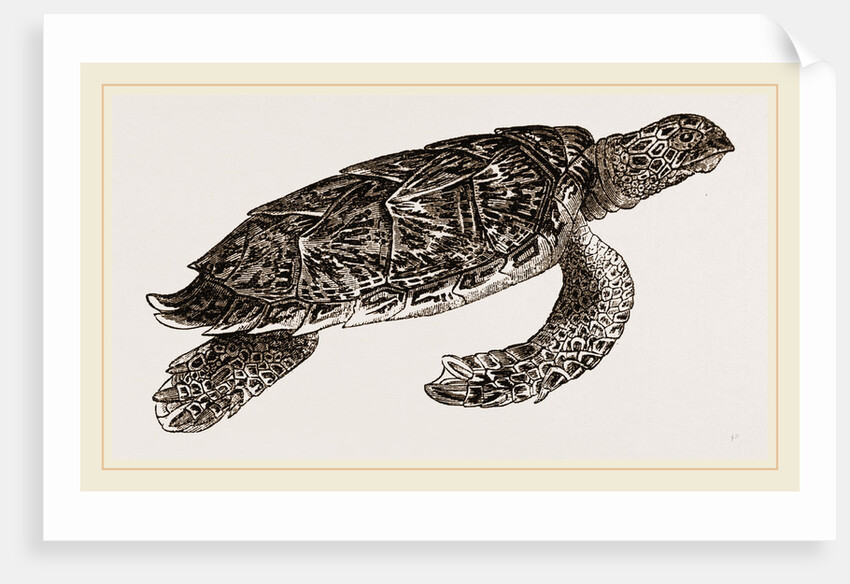 Hawk's bill Turtle by Anonymous