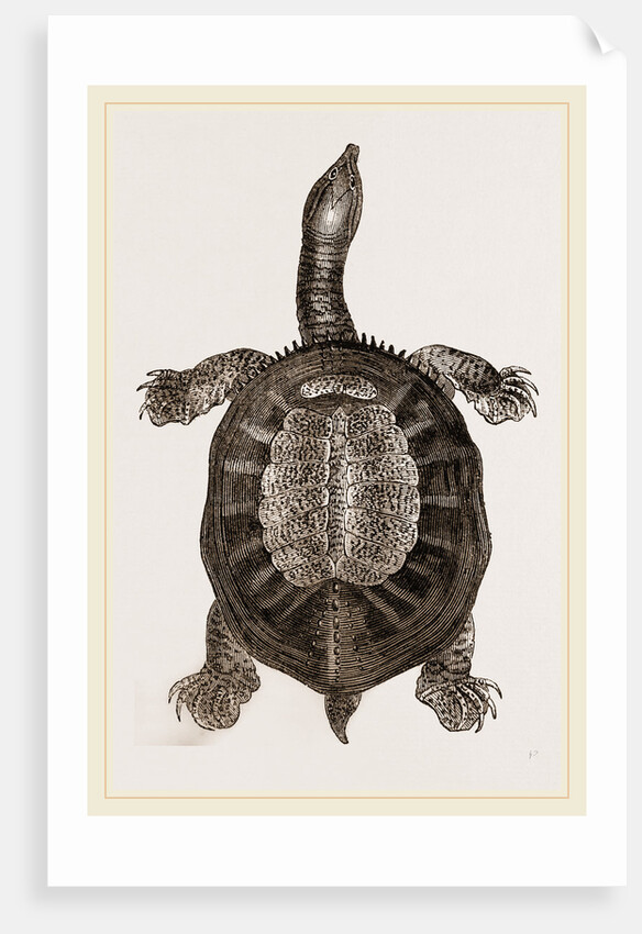 American River-Tortoise by Anonymous