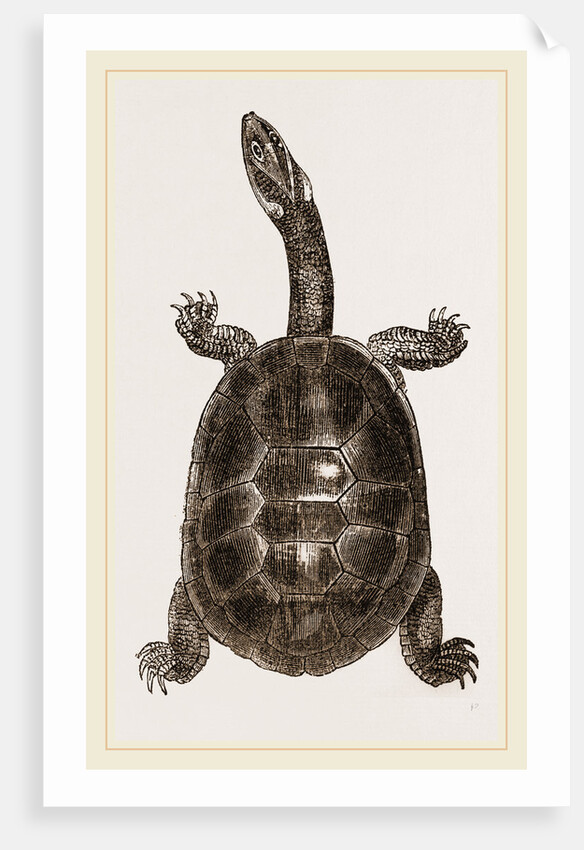 New Holland Chelodina by Anonymous