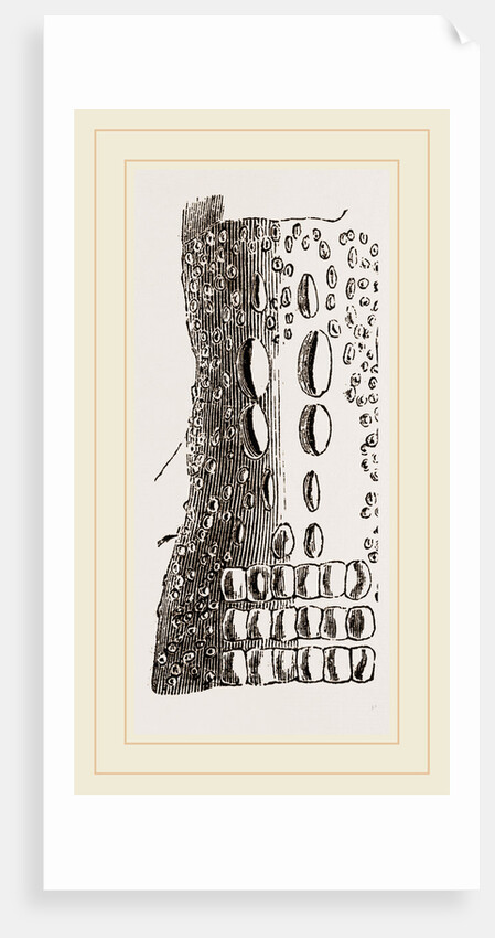 Cervical Plates of Pike-nosed Caiman by Anonymous