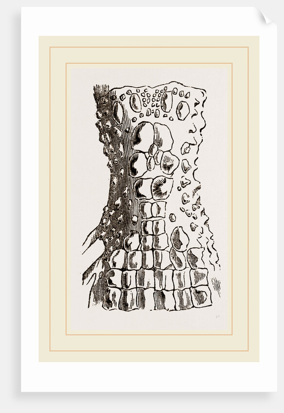 Cervical Plates of Spectacled Caiman by Anonymous