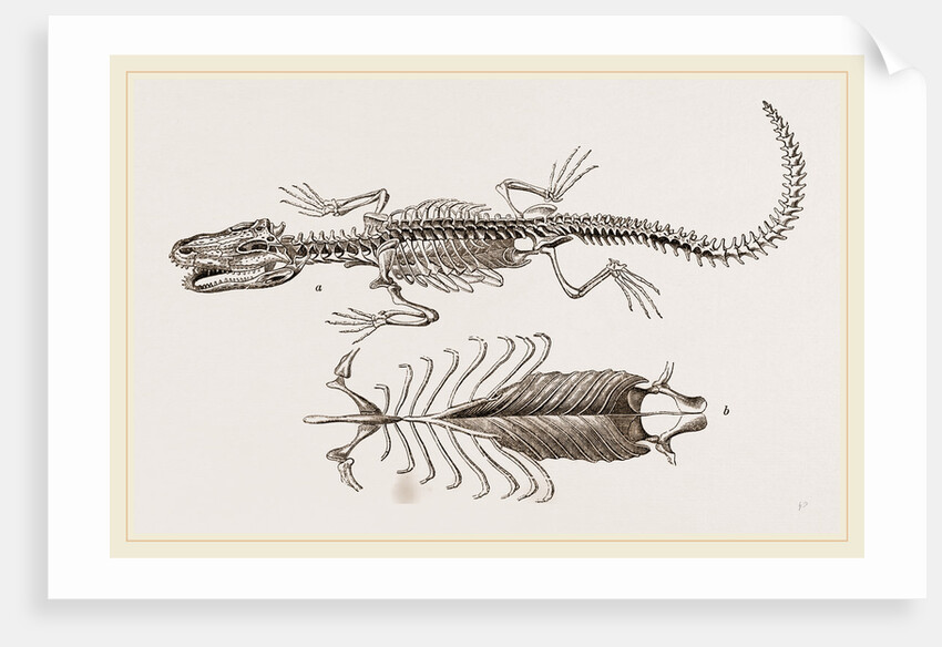 Skeleton and Sternum of Pike nosed Caiman or Alligator by Anonymous