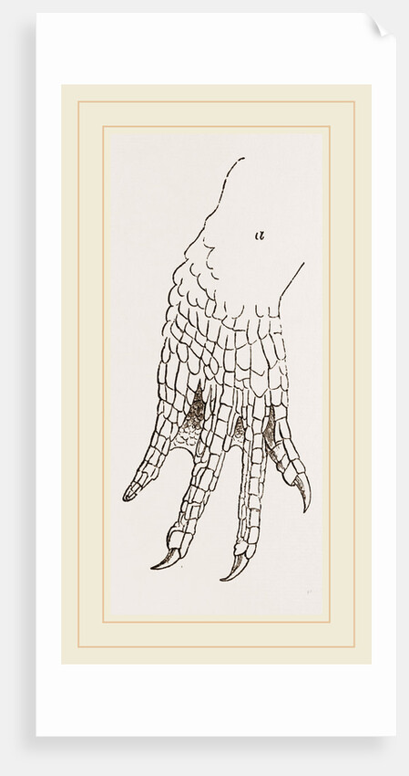 Hind-Leg of Caiman by Anonymous