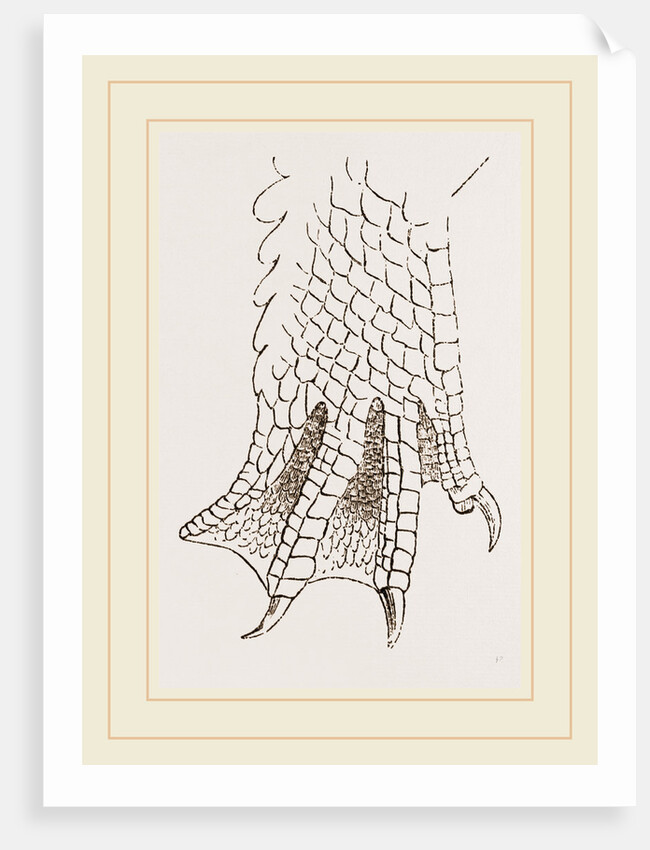 Hind-Leg of Crocodile by Anonymous