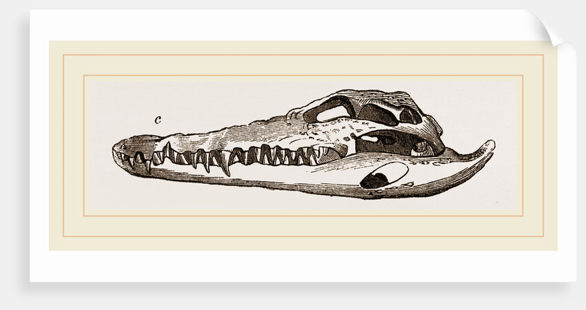 Skull of Crocodile and Caiman by Anonymous