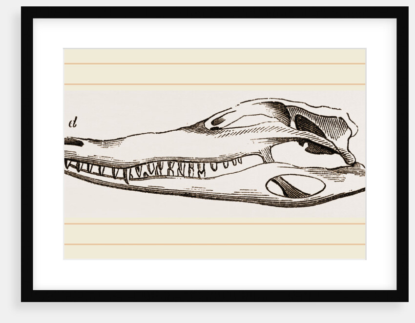 Skull of Crocodile and Caiman by Anonymous