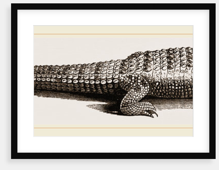 Common Crocodile by Anonymous
