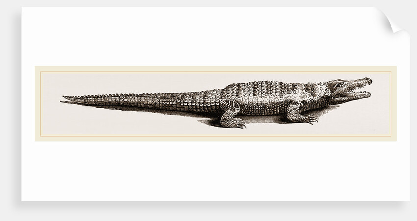 Common Crocodile by Anonymous