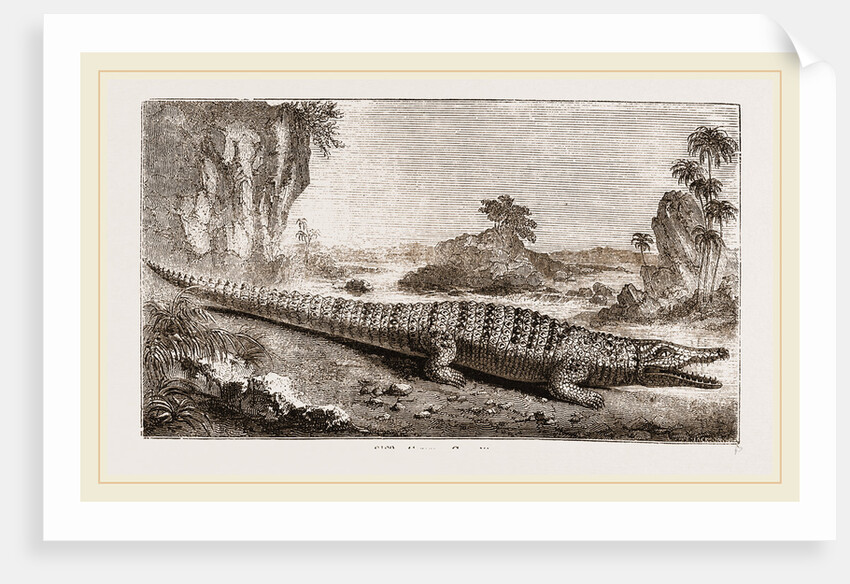 Common Crocodile by Anonymous